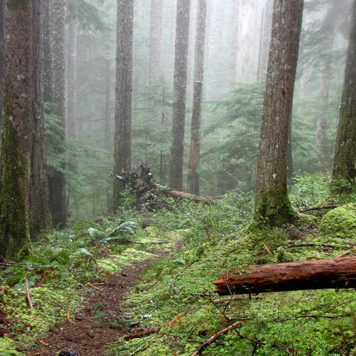 Near Horseshoe Ridge via Siouxon Trail