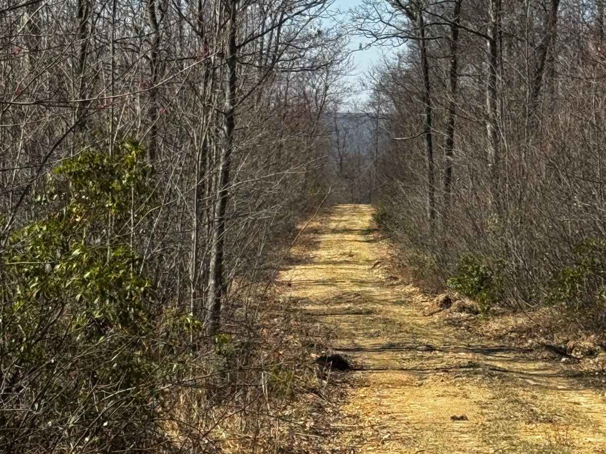 Laurel Run Trail photo 6