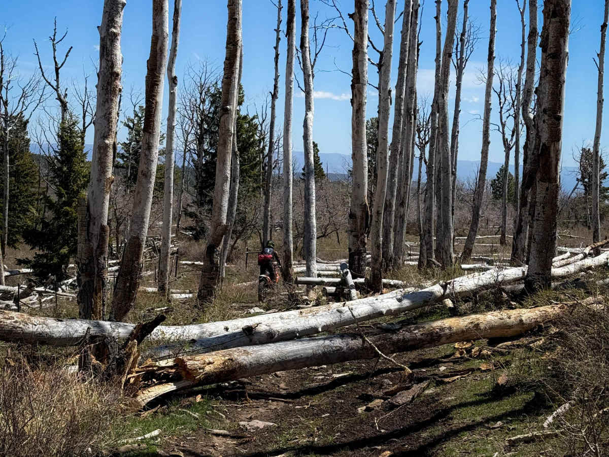 Upper 2 Mile Loop   photo 5