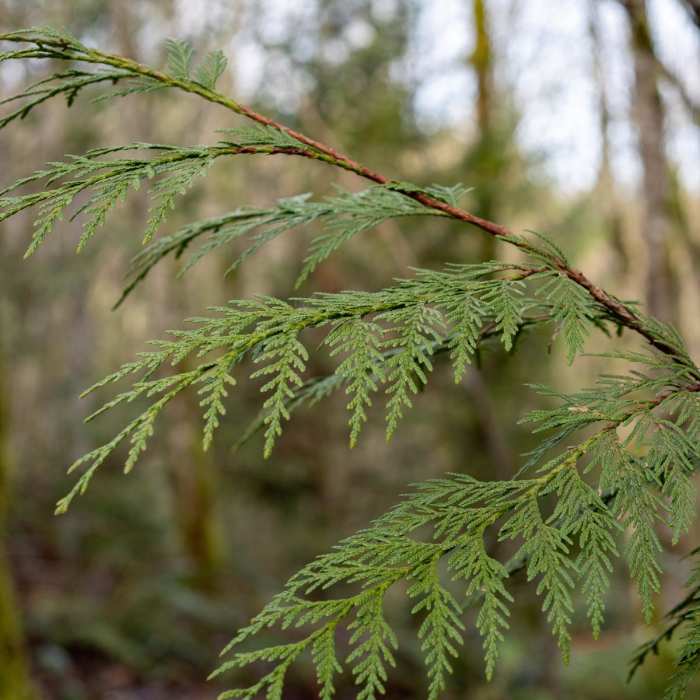 Near Sandy River - Jim Slagle Loop Trail