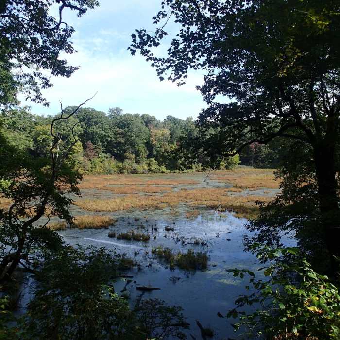 Near Beaver Marsh Loop