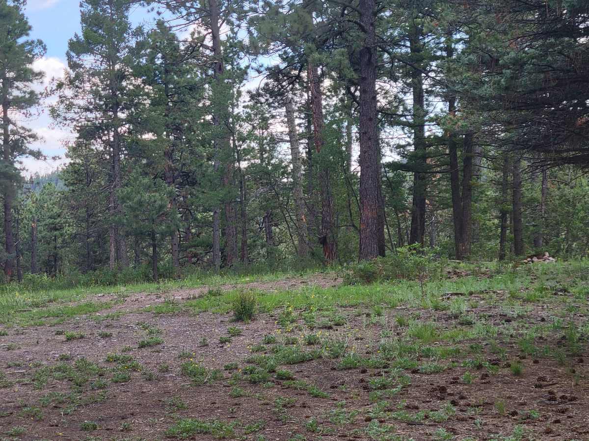 Glorieta Baldy photo 3