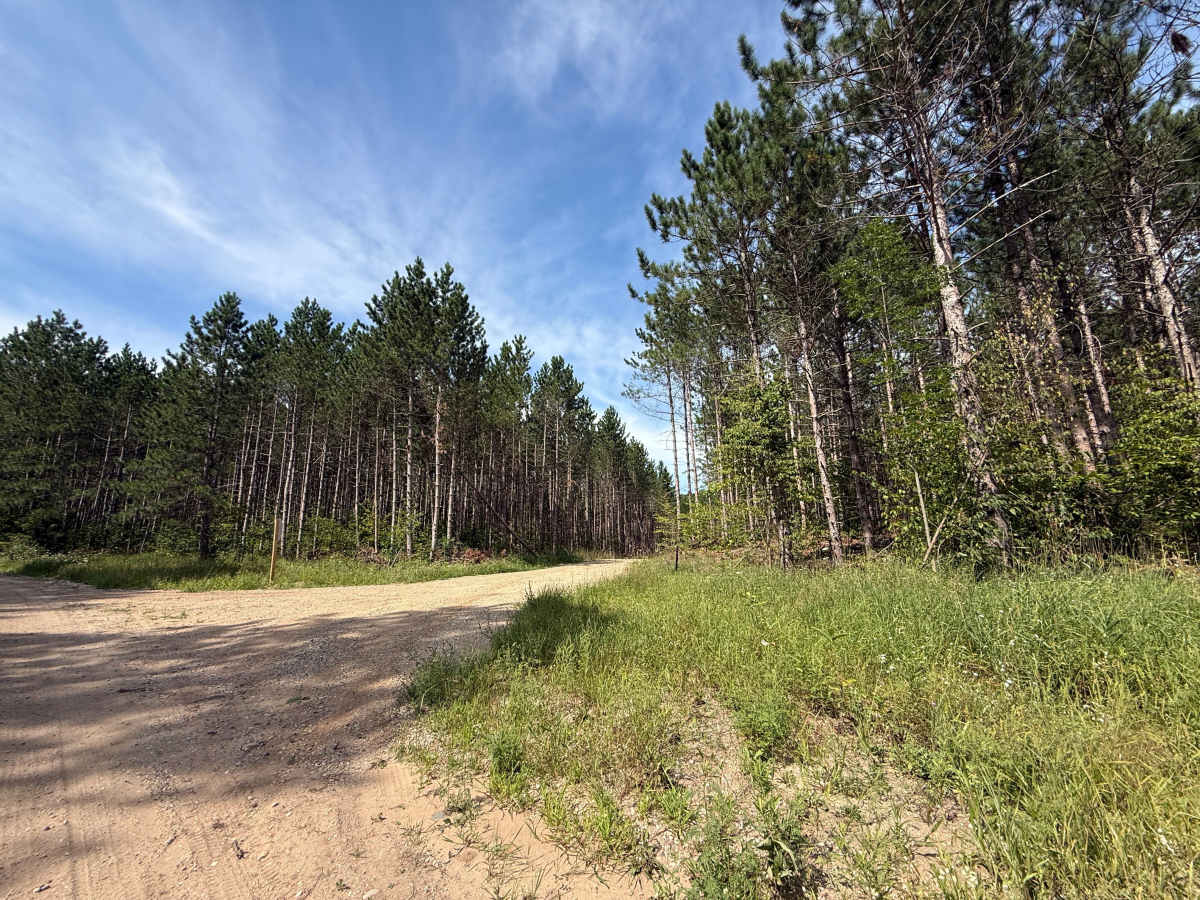 Stoddard Lake Road - FS 9987 photo 5