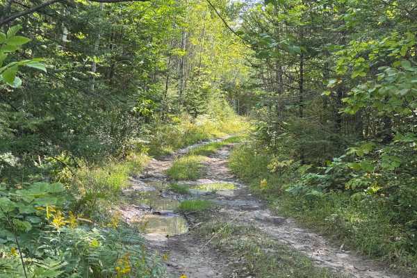 Frog Trail