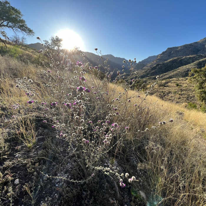 Near Arizona Trail Passage 11: Santa Catalina Mountains