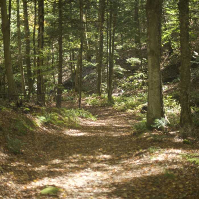 Near Pogue Brook Trail