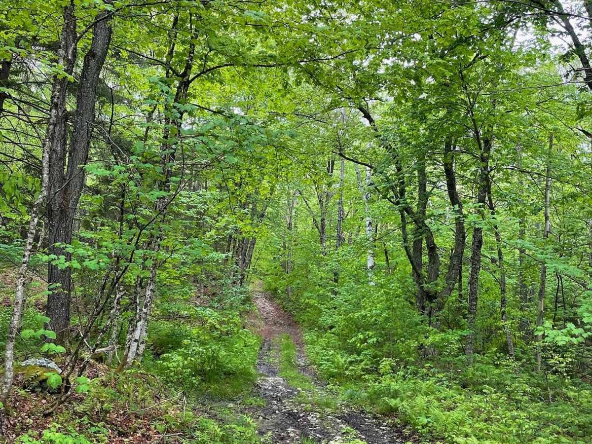 Beaver Meadow Trail - FS 76 photo 5