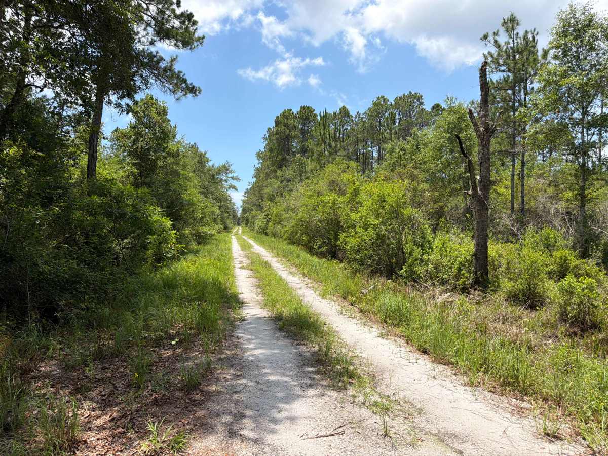 FS 138 trail photo