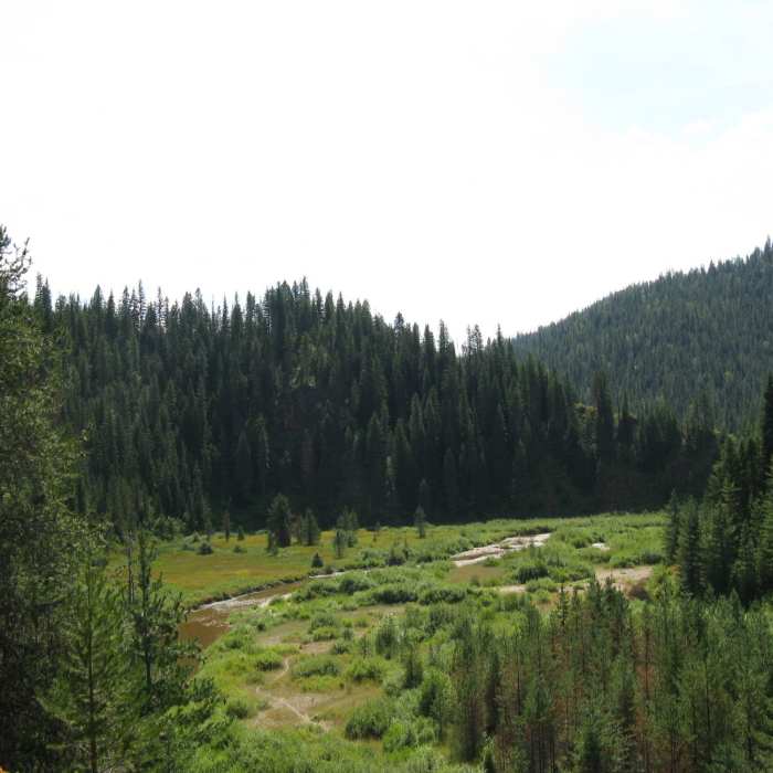 Near Independence Creek #22