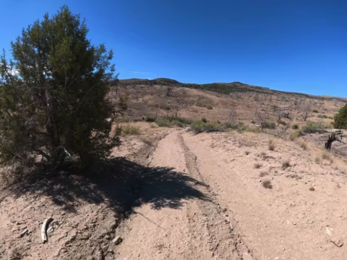 BLM 286C photo 2