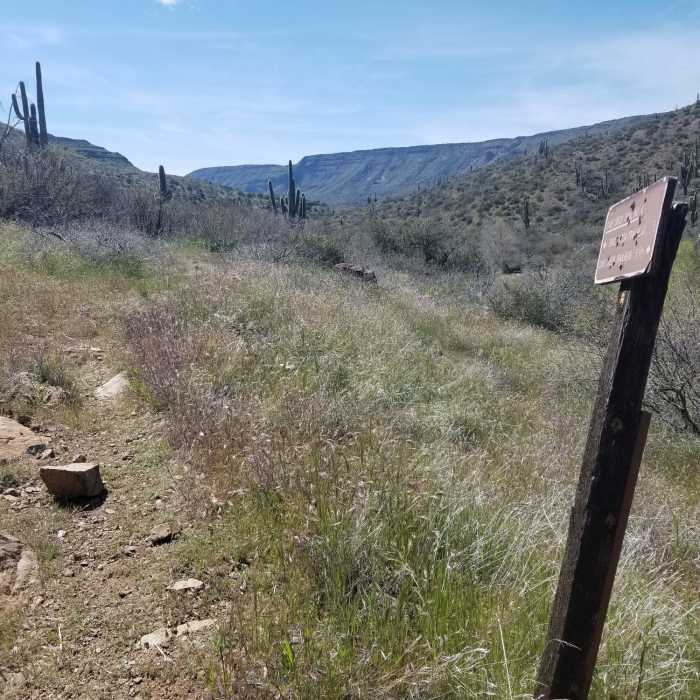 Near Cave Creek Trail #4