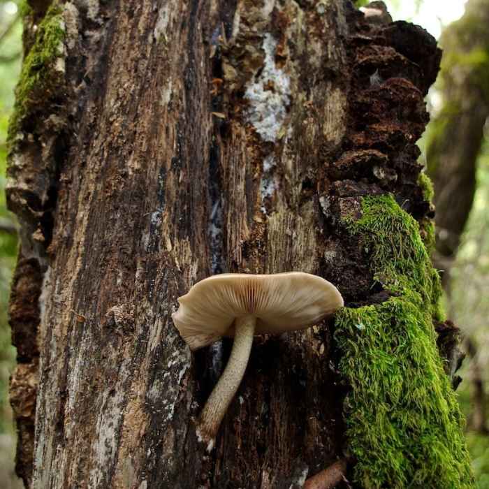 Near Alambique Loop Trail