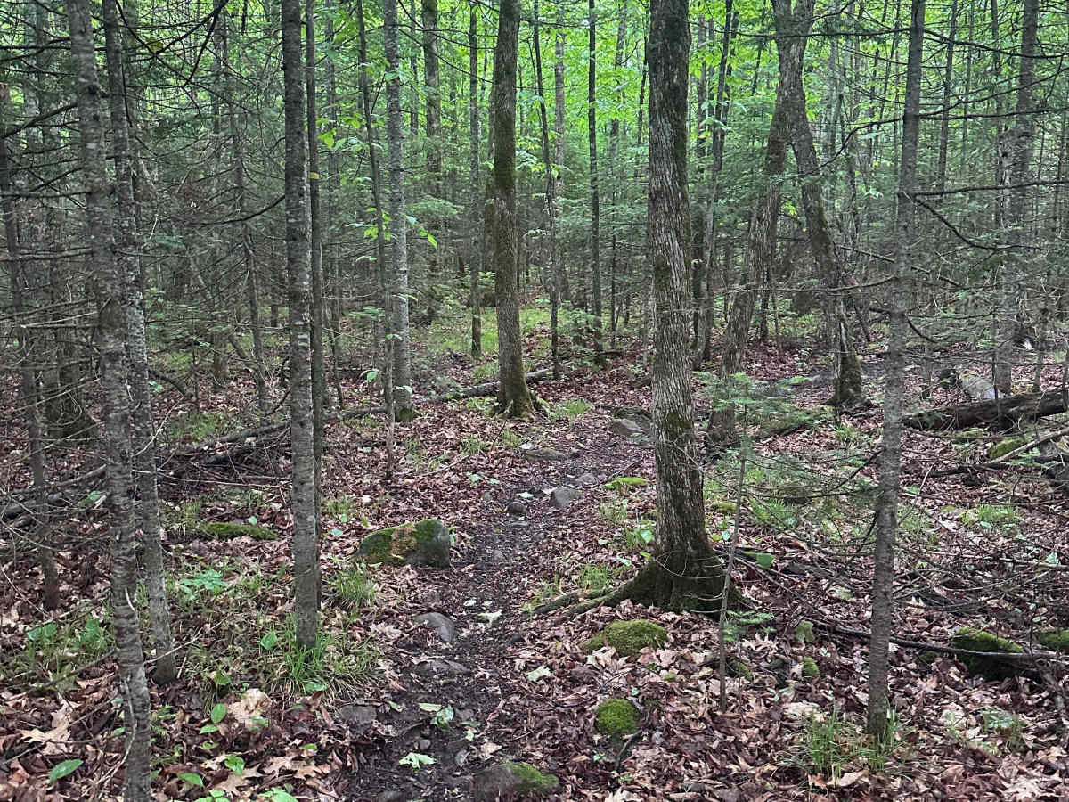 Alger Grade - Trail 11 photo 5