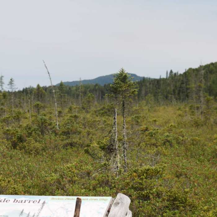 Near Peacham Bog Loop Trail Near Peacham Bog Loop Trail