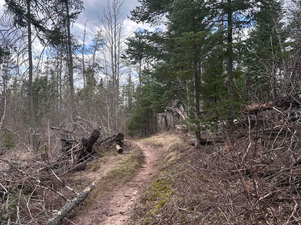 Corduroy Trail photo 4