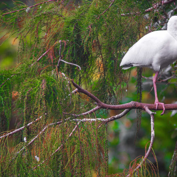 Birds may lose a leg but they adapt and survive. Near Wakodahatchee Wetlands