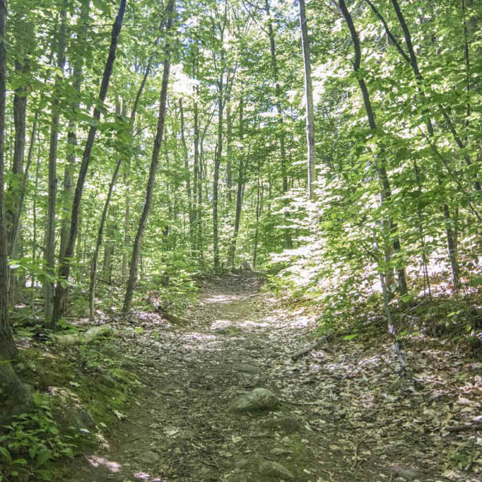 Near Poke-O-Moonshine Fire Tower Near Poke-O-Moonshine Fire Tower
