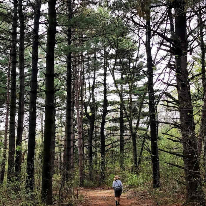 Near Wetland Loop Trail