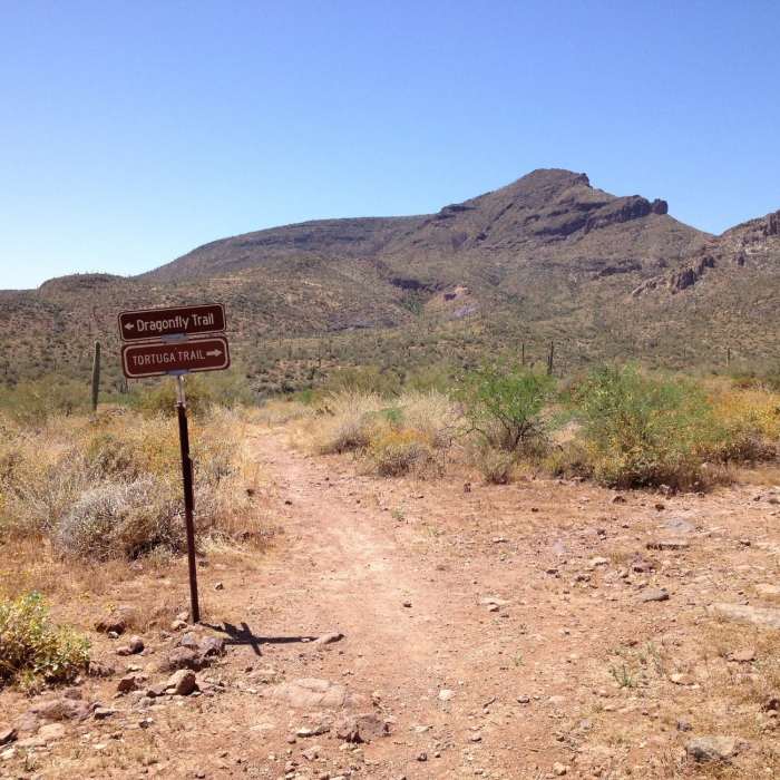 Near Dragonfly Trail