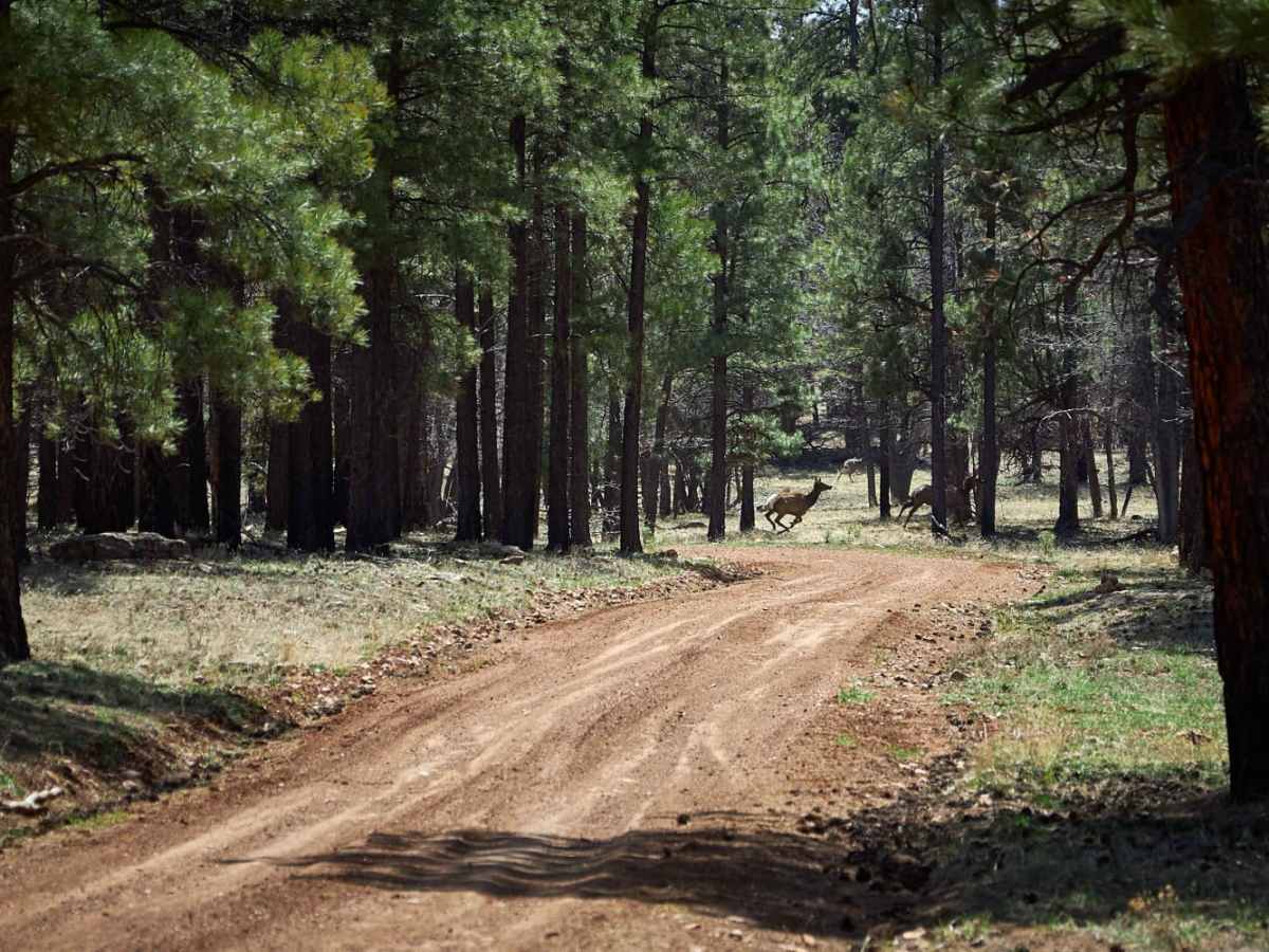 Rim Trail Road photo 6