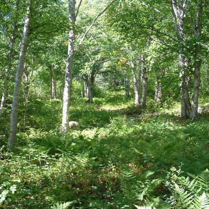 Birches Run in summer Near Snowshoe Route #3