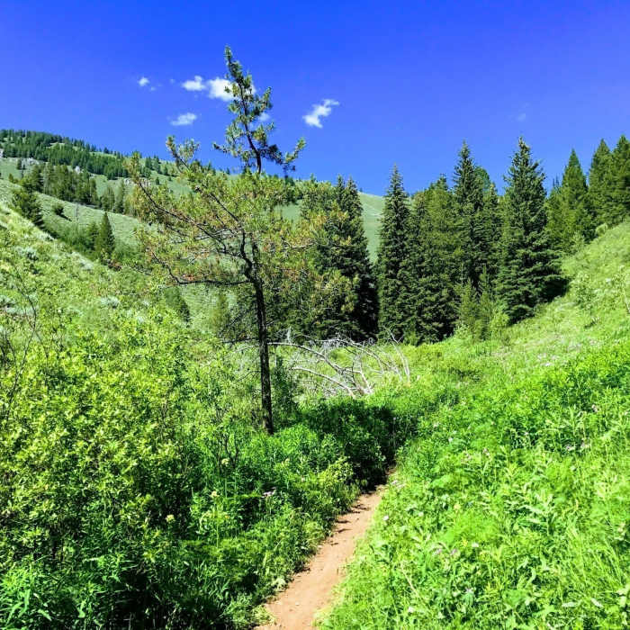 Near West Game Creek Trail #4026