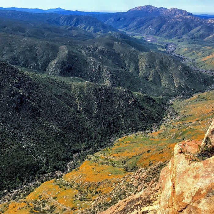 California Poppies turn the valley orange Near Eagle Peak Trail