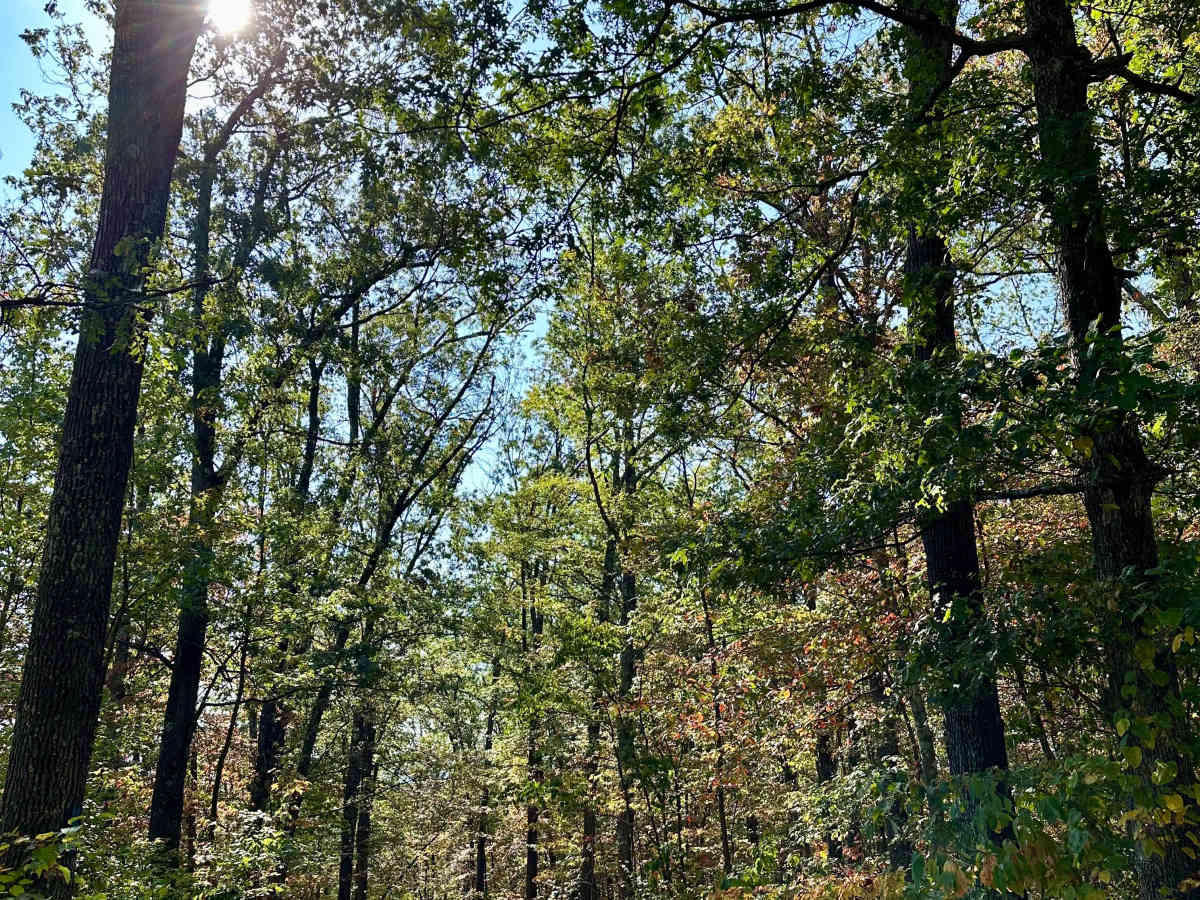 Howards Trail photo 3