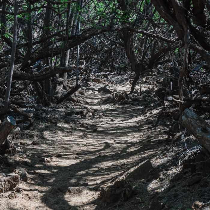 Near Puako Petroglyph Preserve via Malama Trail Near Puako Petroglyph Preserve via Malama Trail