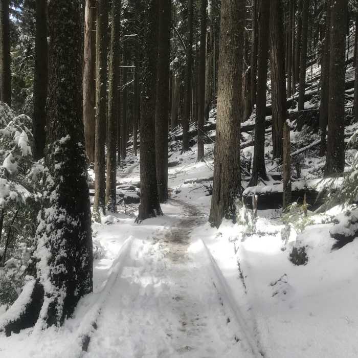 Near Talus Loop Trail
