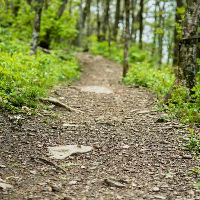 Near Bearwallow Mountain