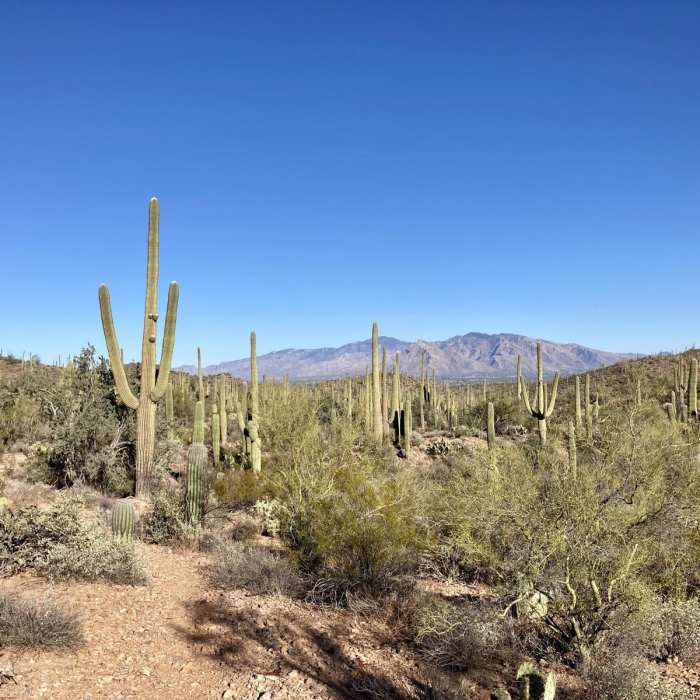 Near Thunderbird Trail