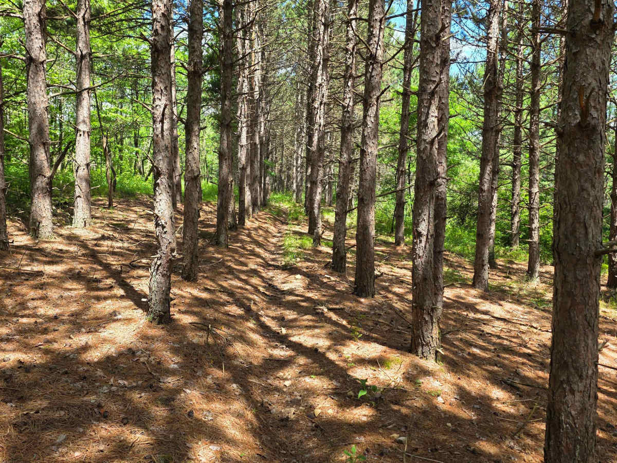Single Track DD trail photo