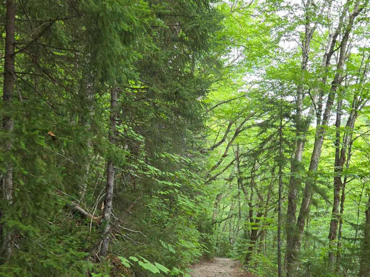 Crooked Creek Switchbacks photo 4