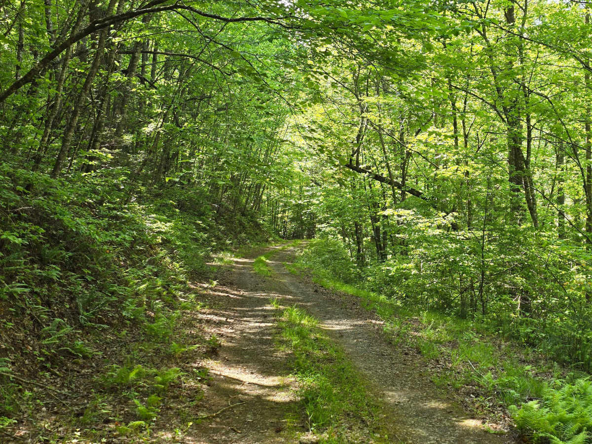 Bear Paw Road photo 6
