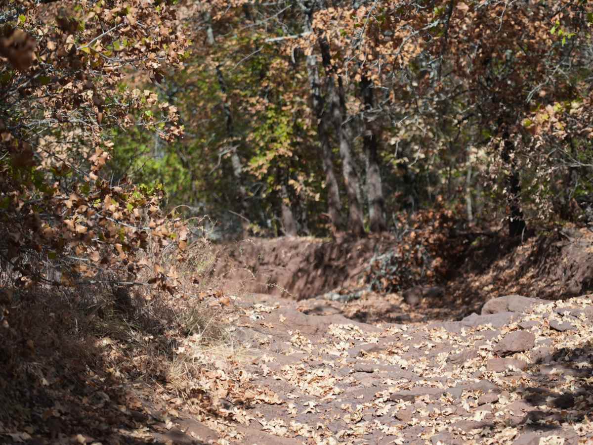 Black 33 trail photo