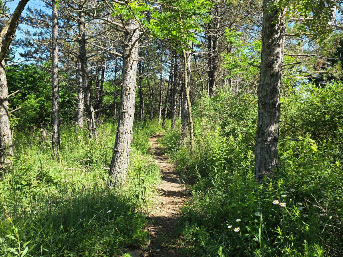 Single Track N photo 2