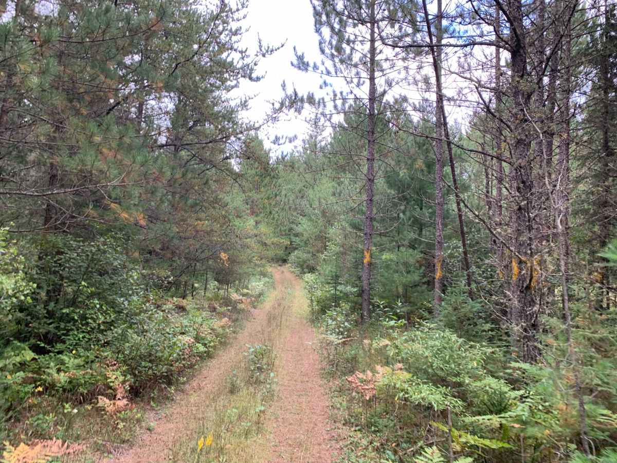 Jackpine Trail - FS 173K photo 2