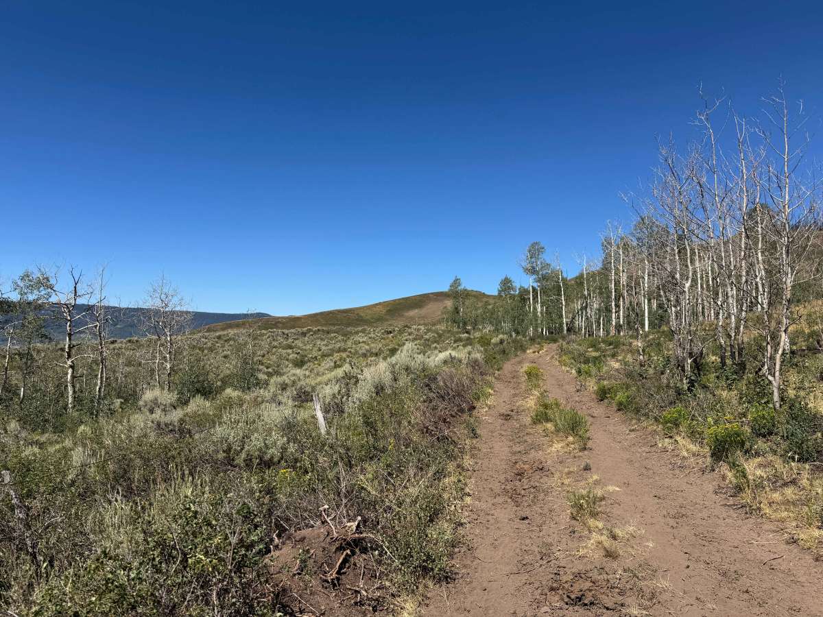 BLM 8454 photo 6