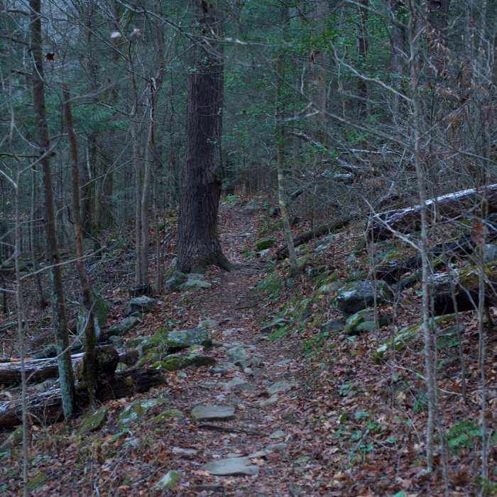 The trail as it runs along the backside of the Tremont Institute. Near Lumber Ridge Trail