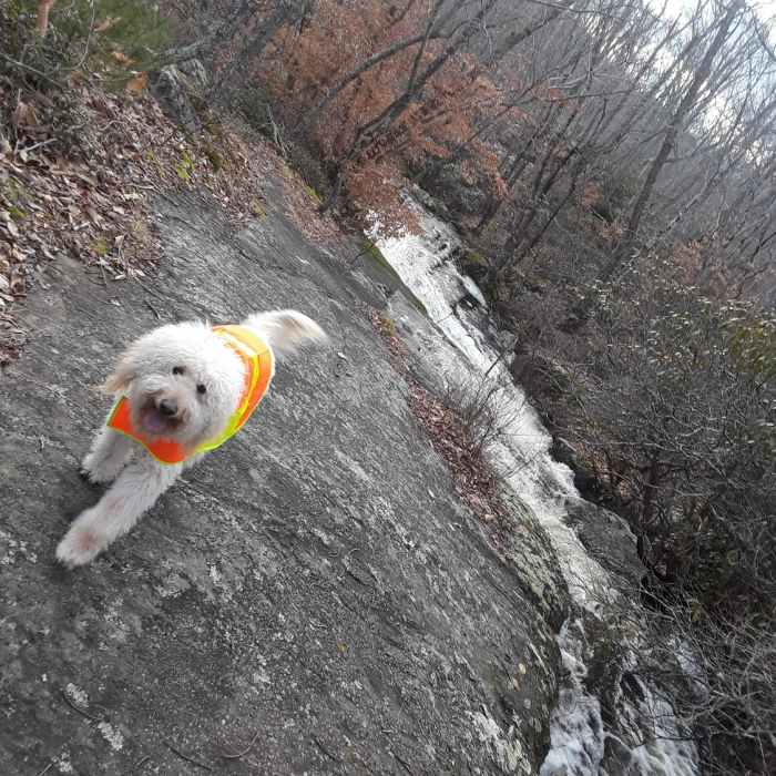 Jack is enjoying one of the many streams which empty into Green Falls Pond. Near Green Falls Narragansett Loop