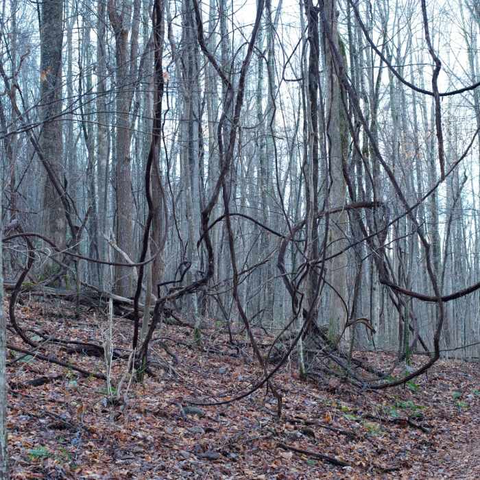 Near Curry Mountain Trail