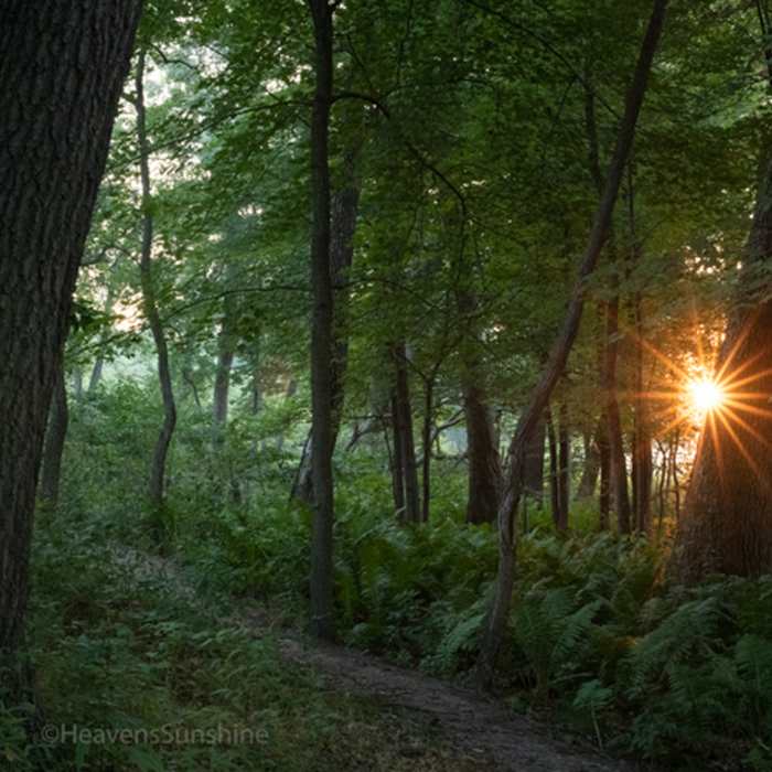 Morning sunburst - Dune Ridge Trail, Indiana Dunes National Park Near Dune Ridge Trail