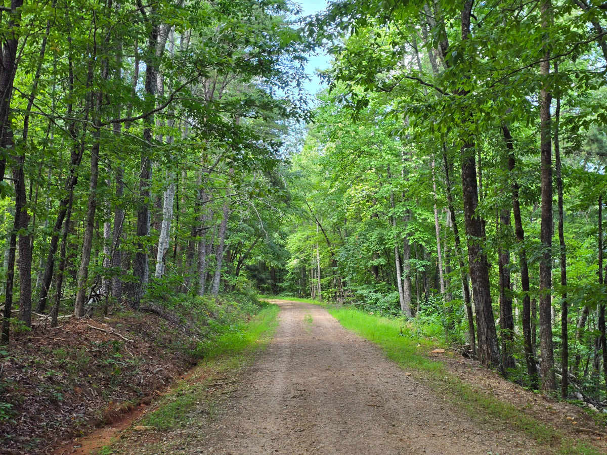 Whetstone Mountain - FS 719 trail photo