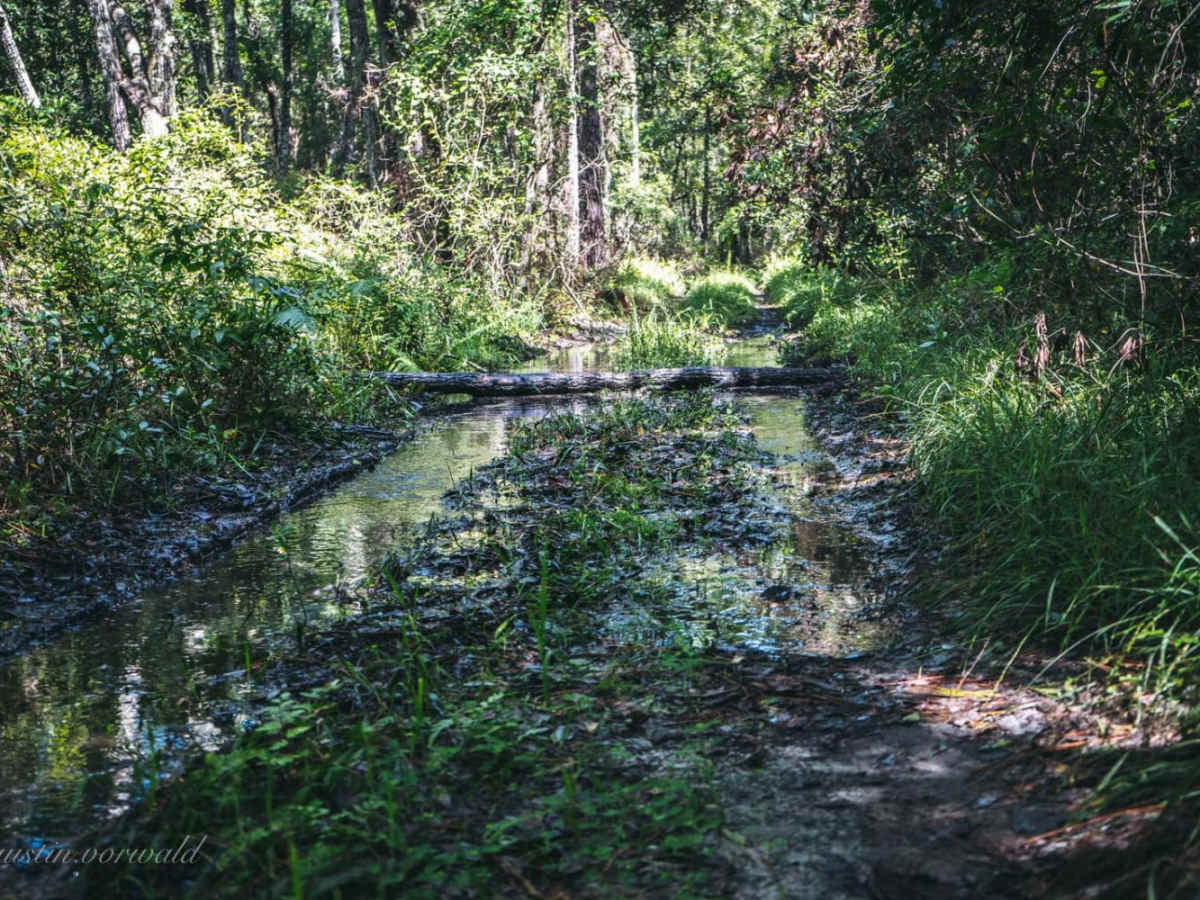 Catface Swamp Road - North photo 4