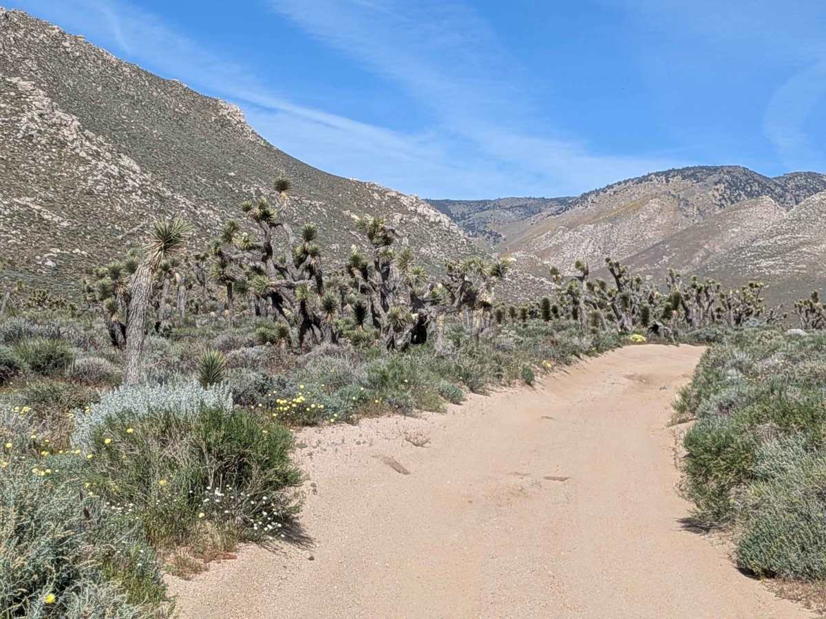 Sage Canyon Road BLM SC56 trail photo