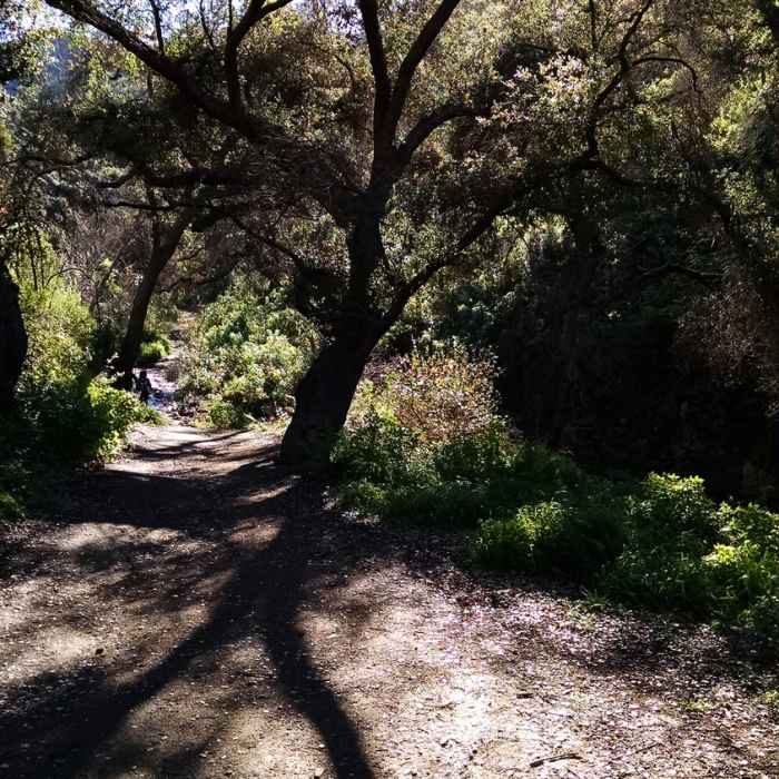 Riparian woodlands adorn Sycamore Canyon. Near Rancho Sierra Vista Loop