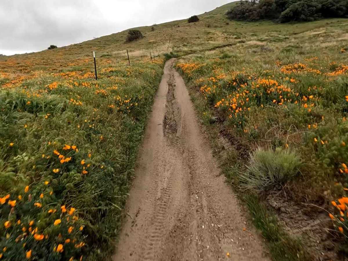 Lower Brome Trail photo 2