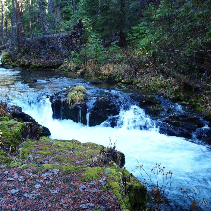 Near Union Creek Trail #1035