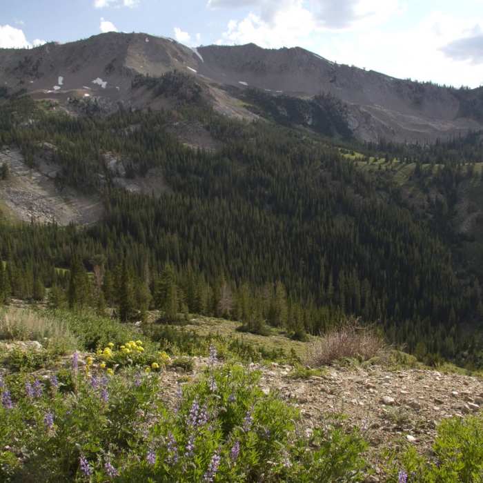 Near Eureka Gulch Near Eureka Gulch